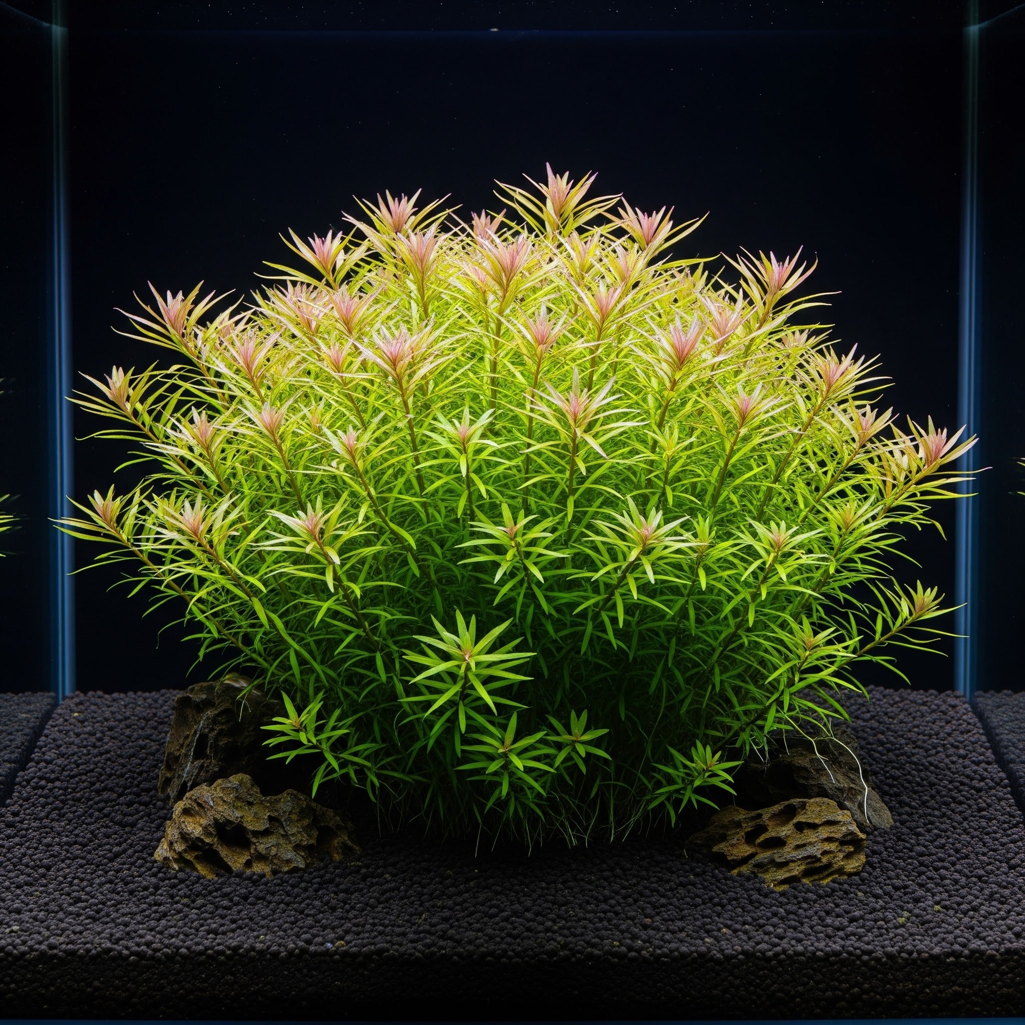 5 mal - Limnophila sessiliflora TR / Dennerle-Plants