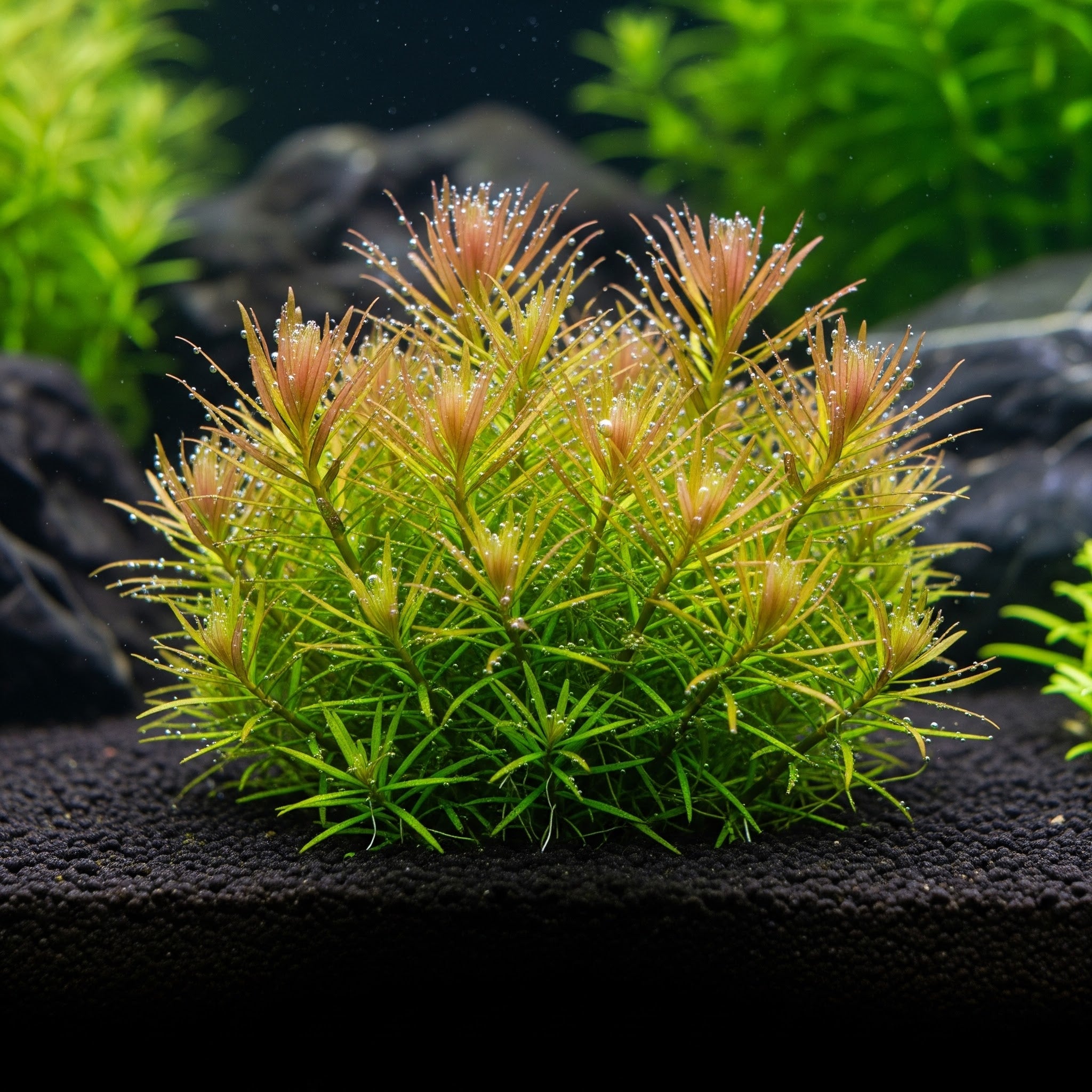 Blyxa japonica CUP / Dennerle-Plants