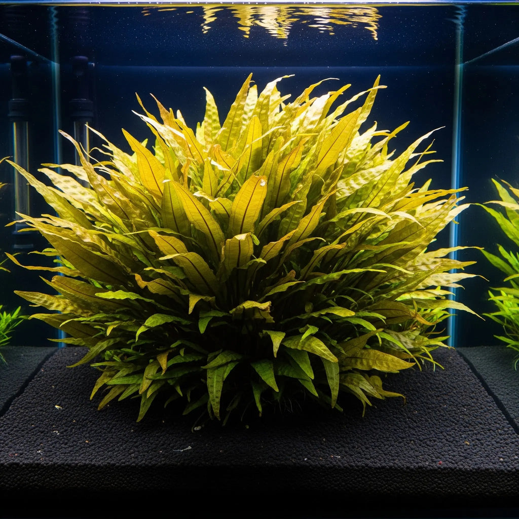 Cryptocoryne lutea / Dennerle-Plants