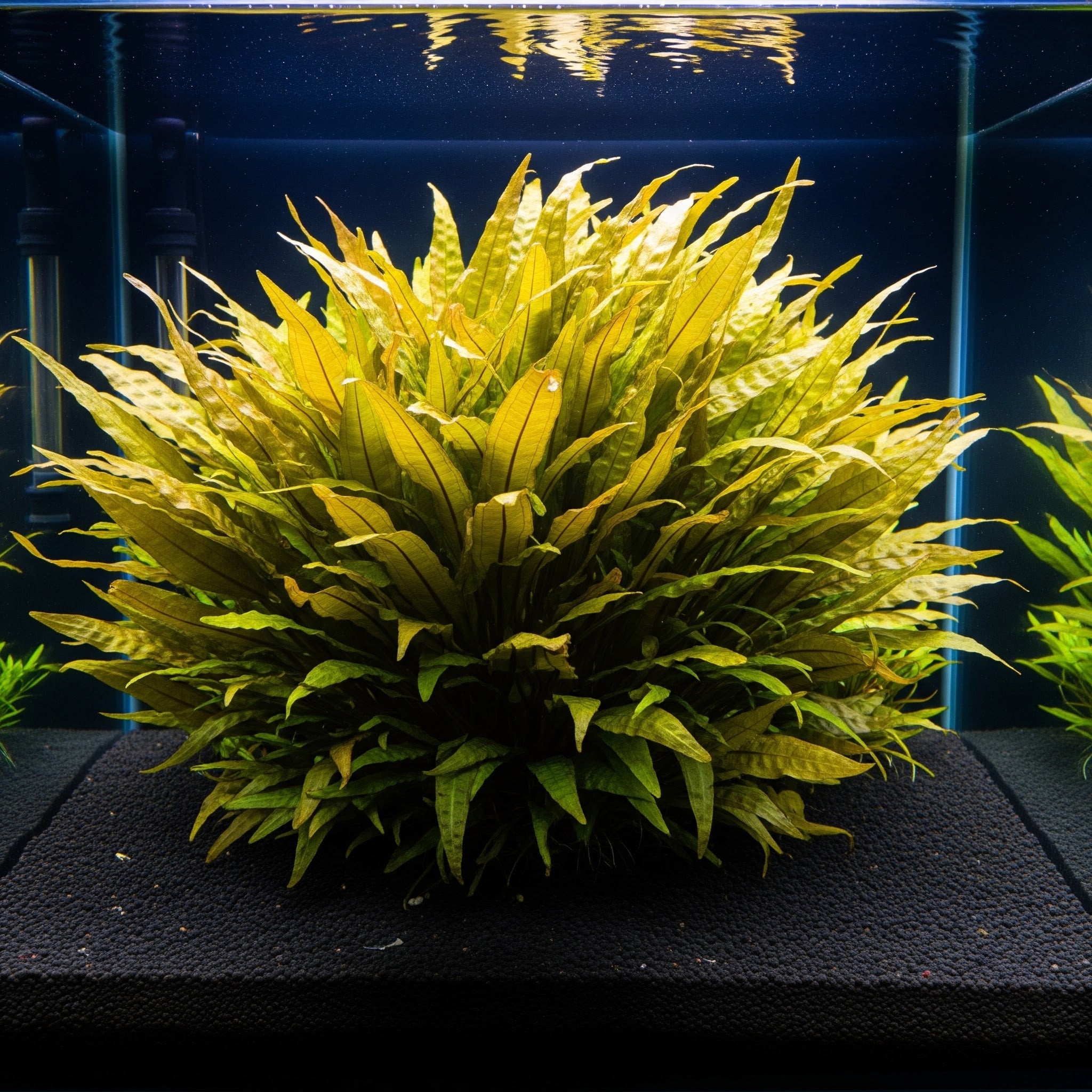 Cryptocoryne lutea / Dennerle-Plants
