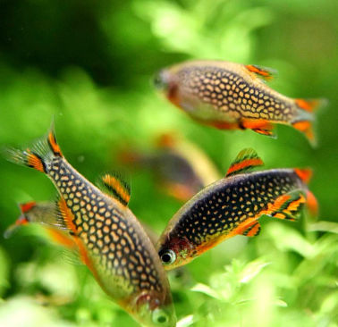 Perlhuhnbärblinge aus Liebevoller Zucht  - Danio margaritatus