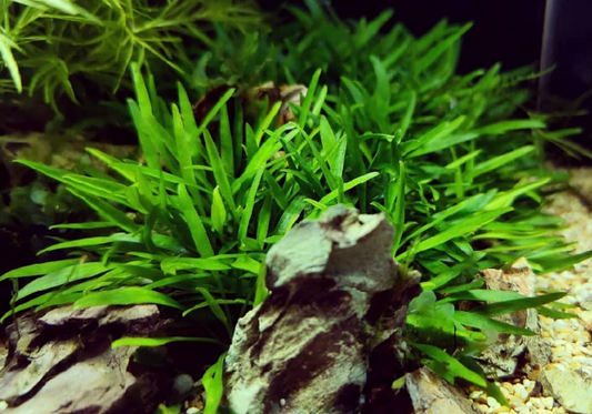 Cryptocoryne willisii - Im Topf